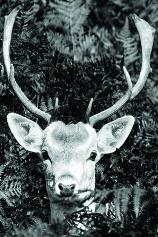 collections/BW_Canvas_A_Young_Buck_amongst_the_ferns_02_900x_7eb4aeaf-fcdb-4476-845a-ef8961cfd87c.jpg