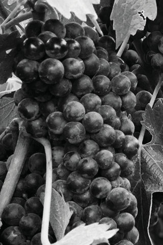 Black & White Canvas - Vineyards & Wine